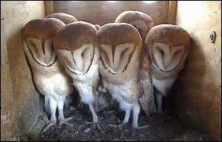 pylon ⸝⸝ shtwt tweet media