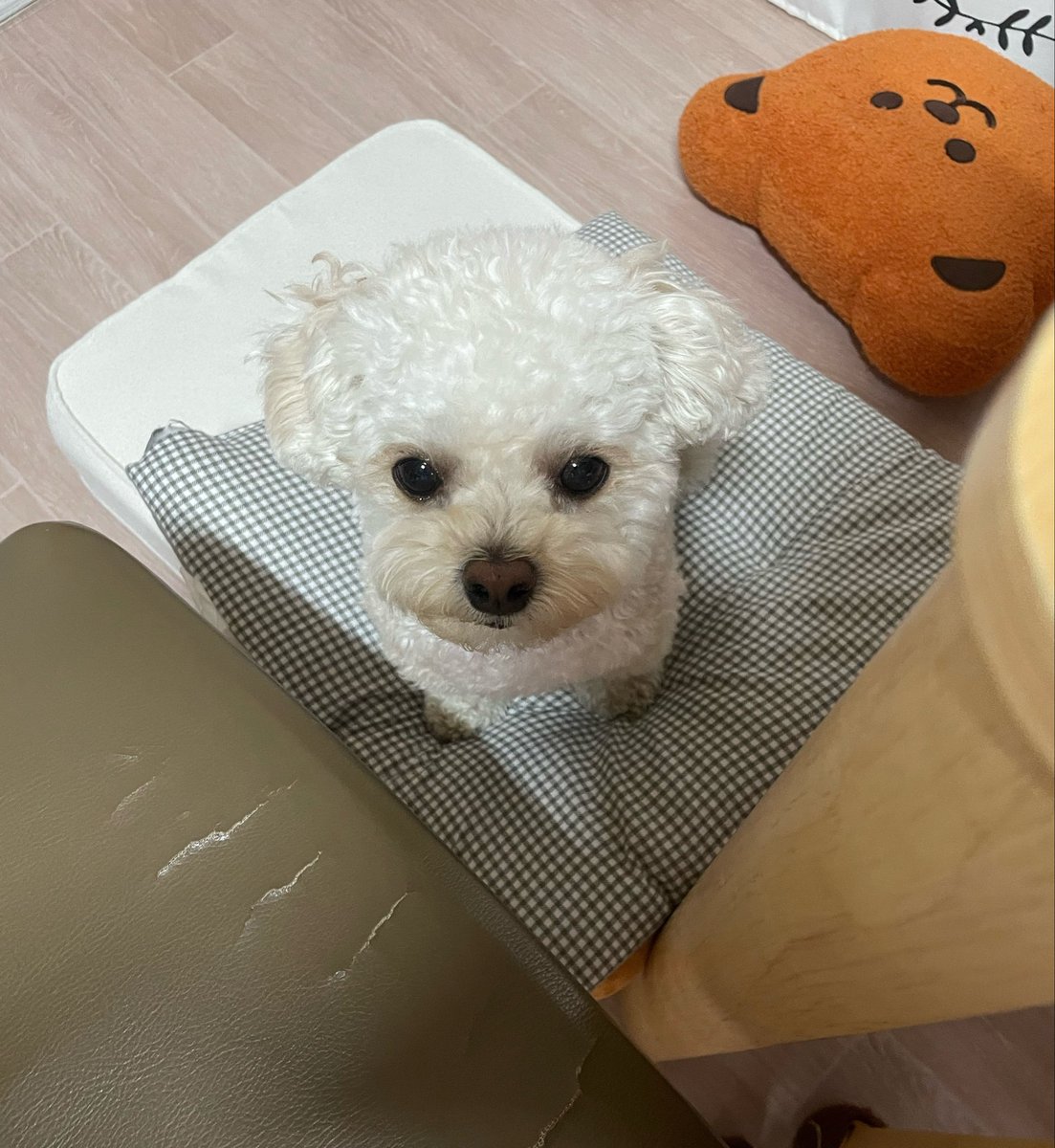 최밥풀 tweet media