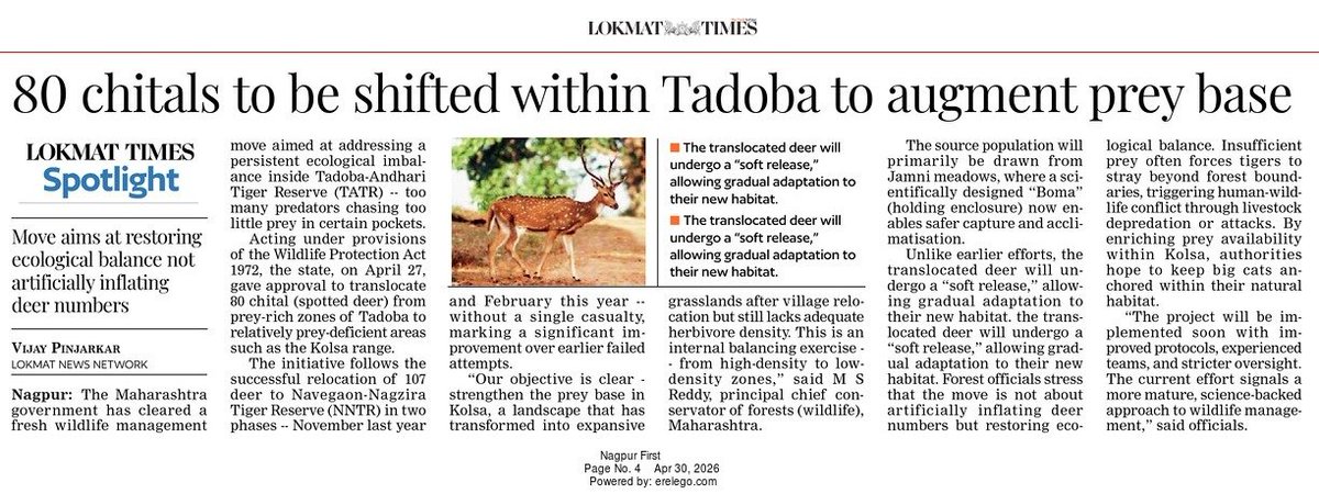LokmatTimes_ngp's tweet image. #Tadoba 80 chitals to be shifted within Tadoba to boost prey base in Kolsa range. Soft release planned for ecological balance.  #Chital #WildlifeConservation #TigerReserve #Maharashtra

Vijay Pinjarkar
epaper.lokmat.com/articlepage.ph…