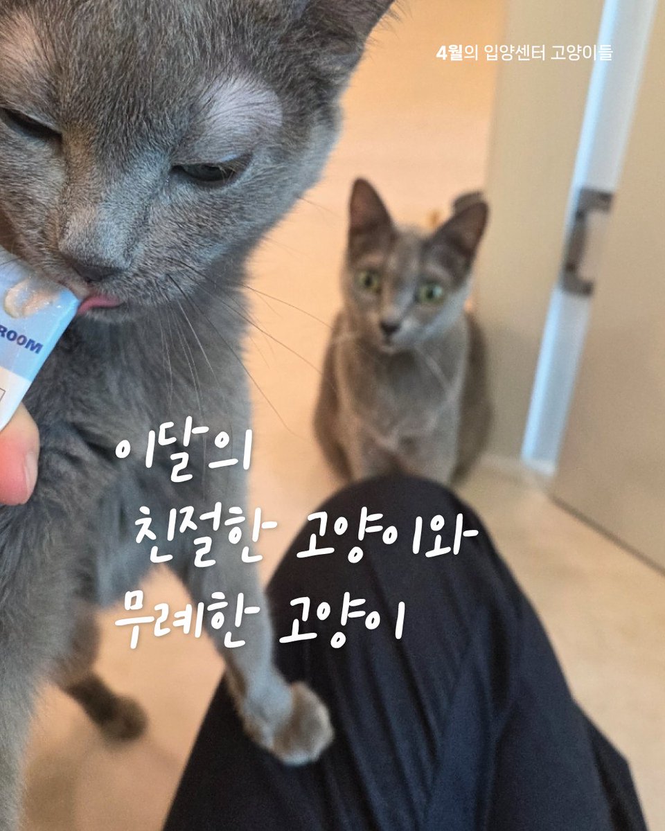 kopc2005's tweet photo. 최연소 무례냥 등장..? 4월의 친절한 고양이와 무례한 고양이를 발표합니다! https://t.co/RvtCYWcRmc https://t.co/CARqdVkzSY
