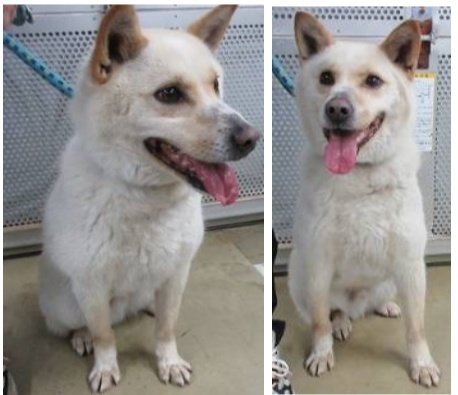 ニャンコ tweet media