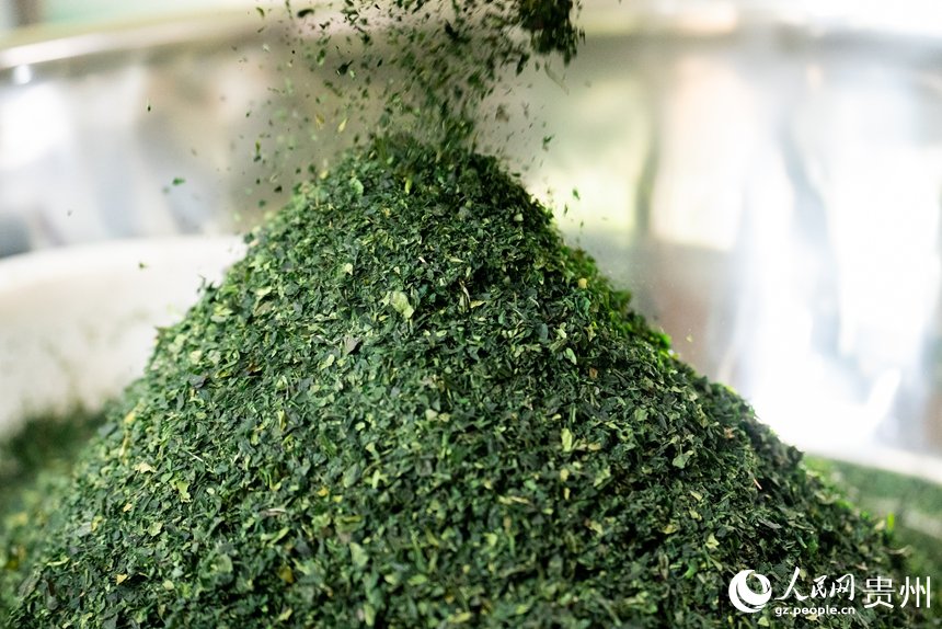 VoiceofPD's tweet image. Matcha cultivation generates wealth in SW China's Guizhou

A tea garden on Jiulong Mountain in Bapan town, Jiangkou county, Tongren city, southwest #China's #Guizhou Province, was full of life on April 23, with the spring tea harvest season in full swing.

At a #tea processing