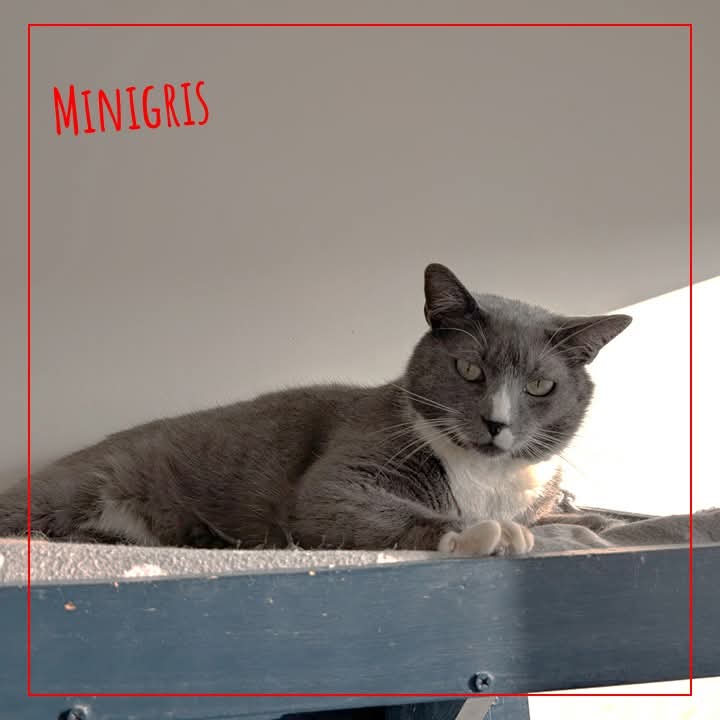 ADOPTE 1 CHAT tweet media