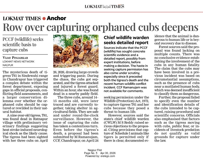 LokmatTimes_ngp's tweet image. #Tadoba Row over capturing tigress T61's orphaned cubs deepens. PCCF seeks scientific basis as the proposal lacks evidence.  #TigerCubs #WildlifeDebate #Chandrapur #Conservation

Vijay Pinjarkar
epaper.lokmat.com/articlepage.ph…