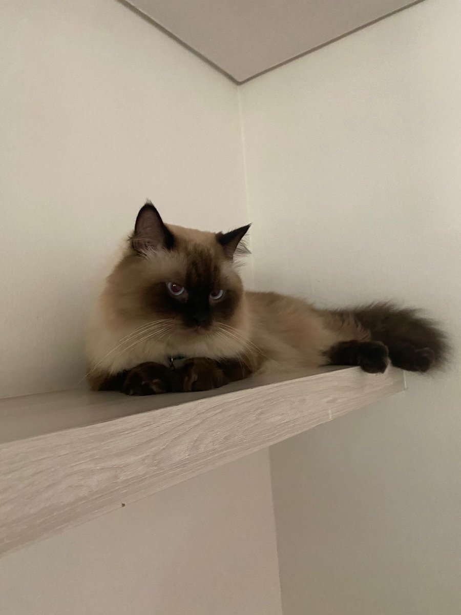 majikan kucing tukang marah tweet media