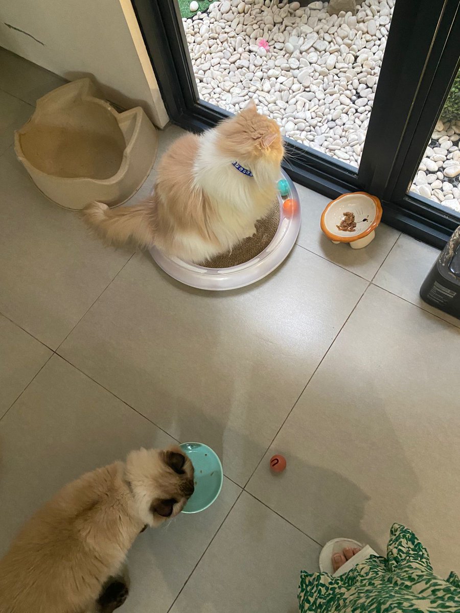 majikan kucing tukang marah tweet media