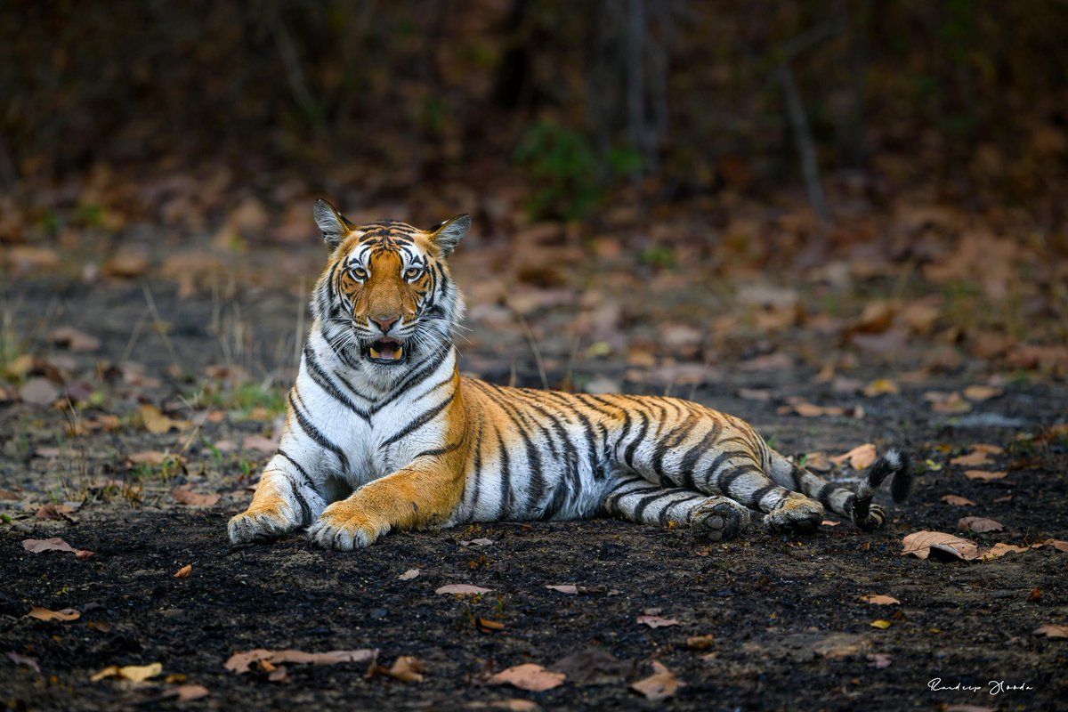 RandeepHooda's tweet image. आओ कभी हवेली पे !! 🤪

#WildLife #Tigers #WildLifePhotography 

WildLife | WildLife Photography | Tigers