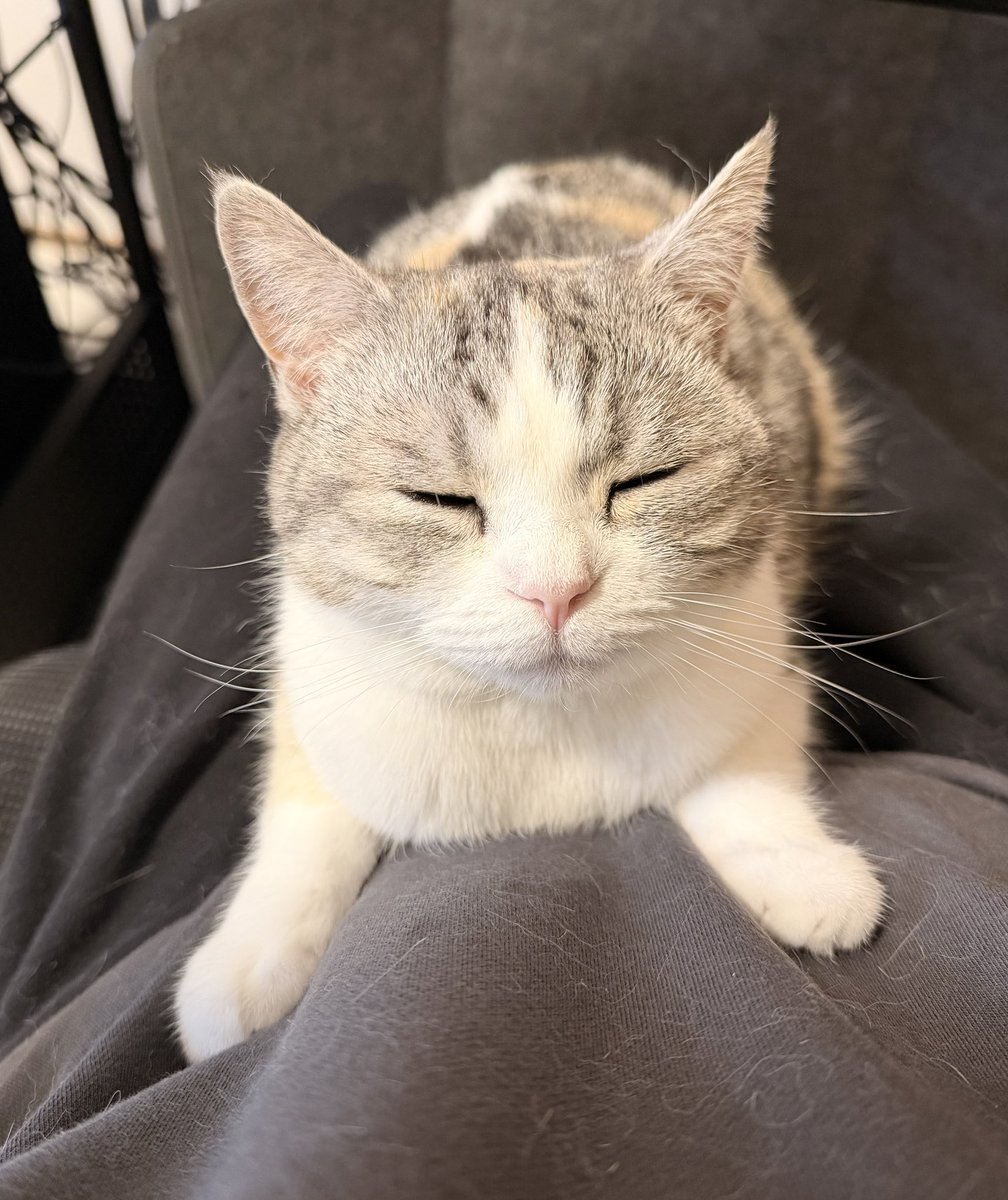 _iroharuhi_'s tweet photo. 必死にお腹にしがみついてるのかわいい🐱💖 https://t.co/LRHS2NZtpp