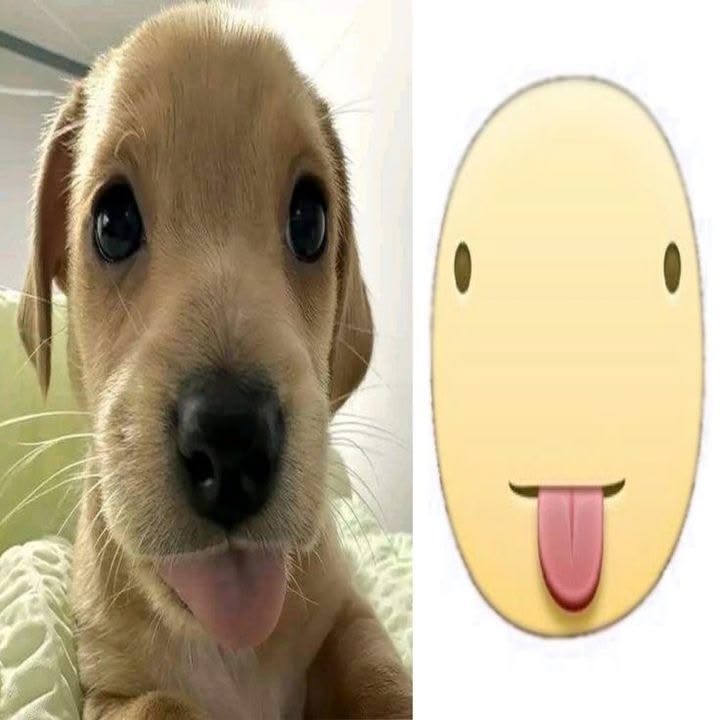 ᡶ𝘩𝘦́σ tweet media