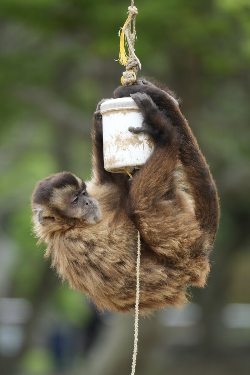 まみもこ tweet media