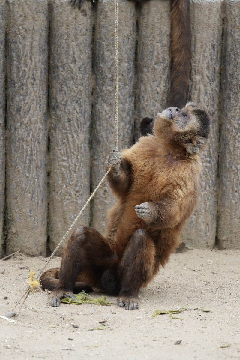 まみもこ tweet media