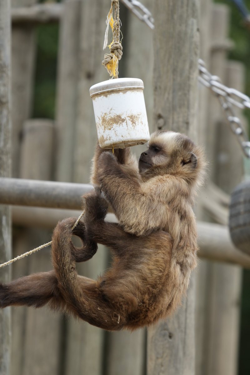 まみもこ tweet media