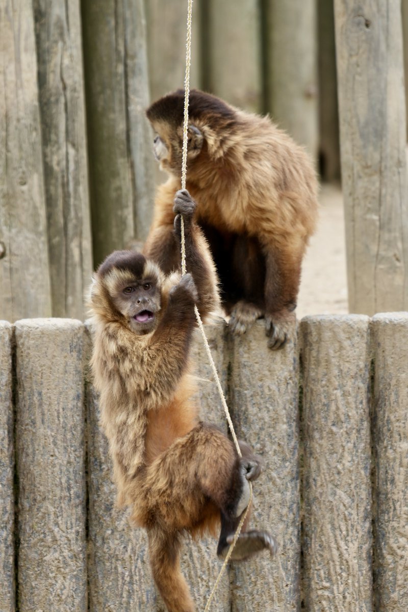 まみもこ tweet media