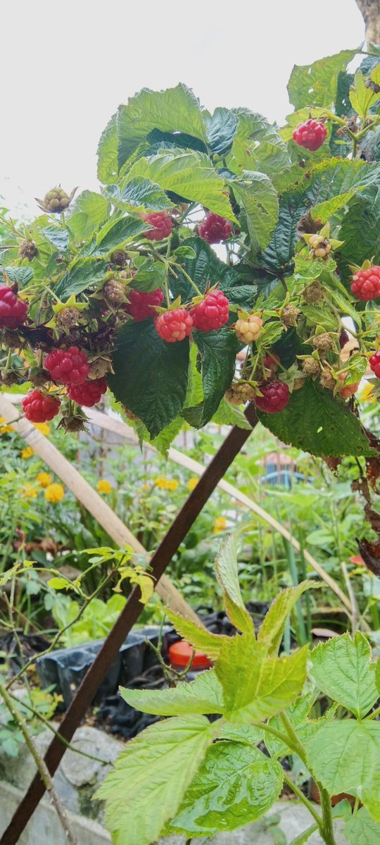 Raspberries 🍒