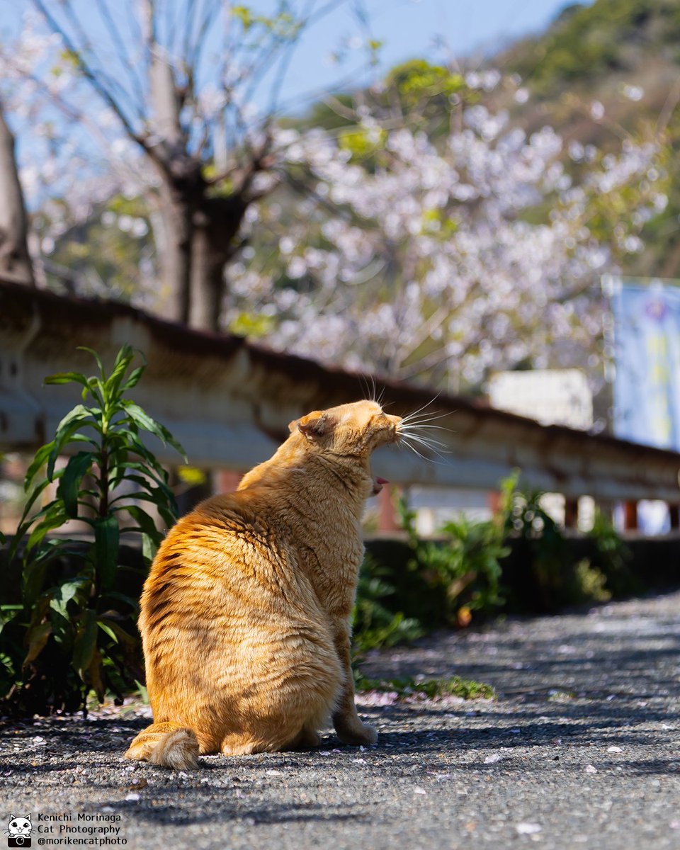 猫写真家 森永健一｜Comedy Pet Photo Awards 2022 日本人初の一位 tweet media