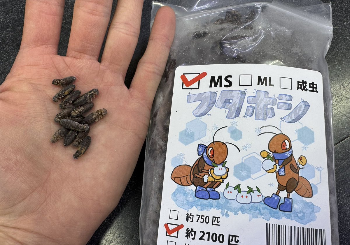 お店で販売している冷凍コオロギが新しくなりました‼️ 以前の物に比べ