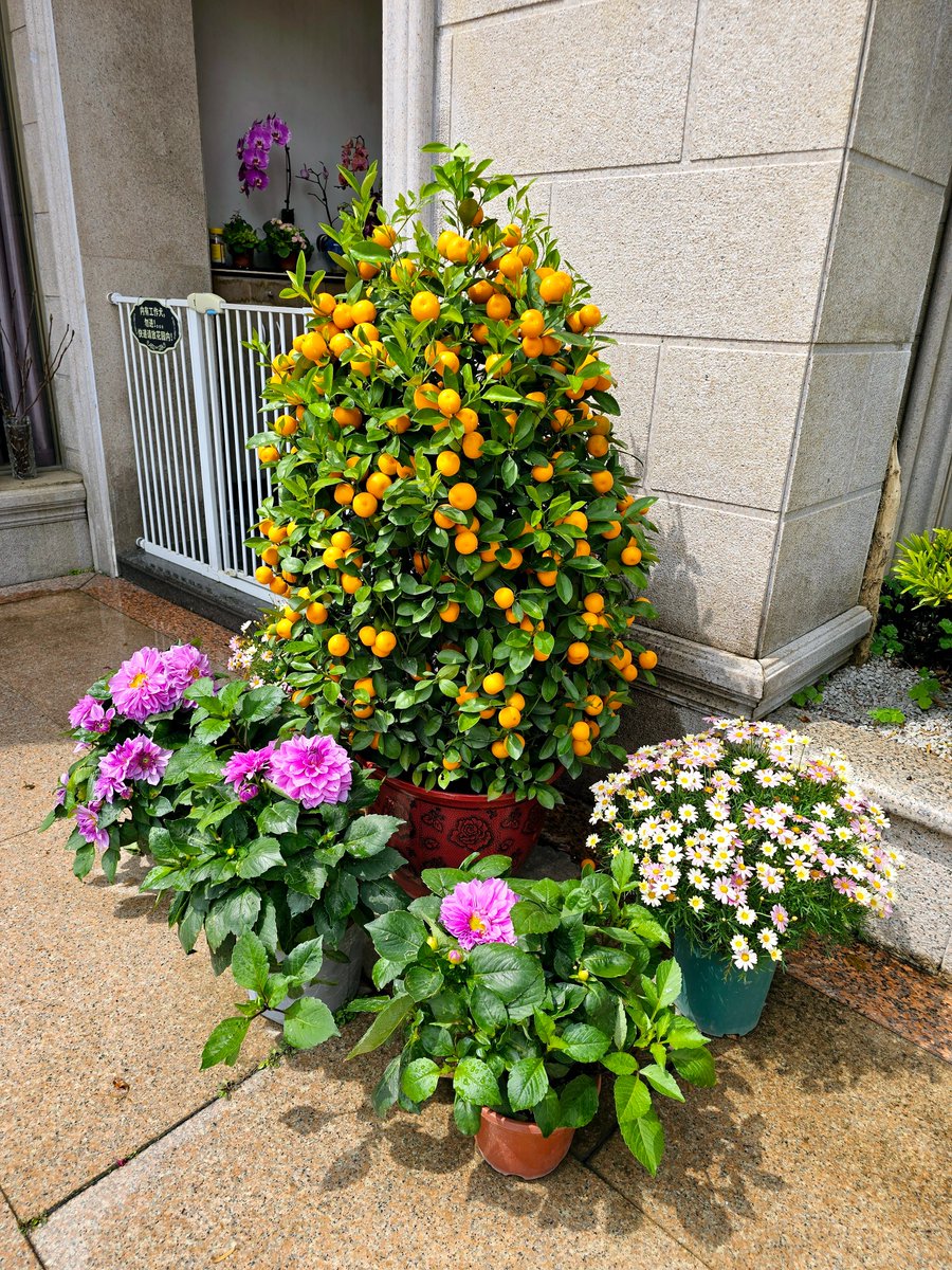 fahim surty tweet media