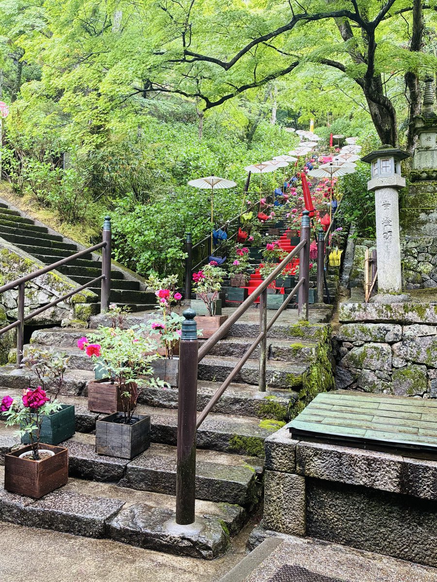 oBigBirds's tweet photo. #長谷寺 
父の法要で長谷寺に。
牡丹は寒冷地の分だけ残ってる感じでした。

開山千三百年記念の一環で、
観音さまの普段見えない一番裏のお顔「暴悪大笑面」をマイクロスコープで確認して、別に彫刻で復元したお顔が今だけ設置されています。

あいにくの雨ですが、ちょうど大手毬が見頃でした。 https://t.co/9mF2763xn9