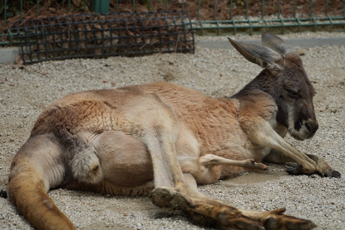 まみもこ tweet media