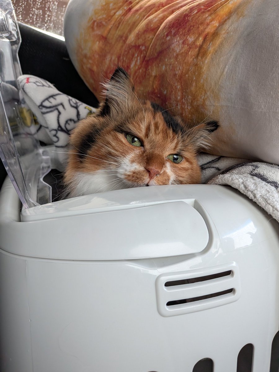 柴犬スティーブch【ｺｰｷﾞｰと猫を添えて】@YouTube tweet media