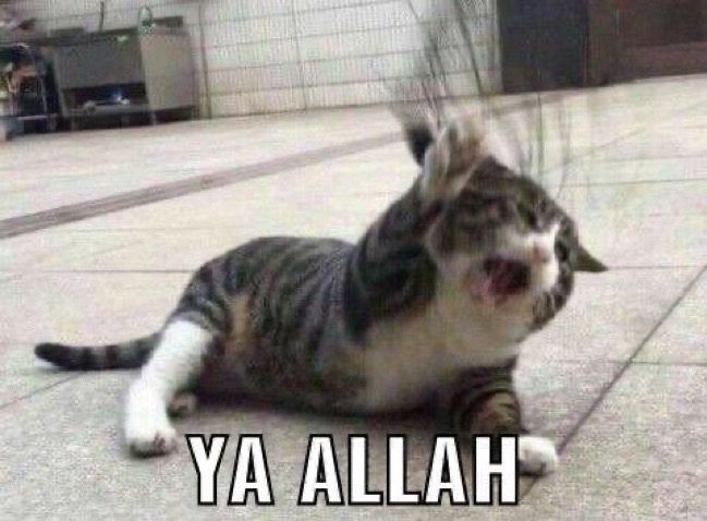 ElzMarcus tweet media