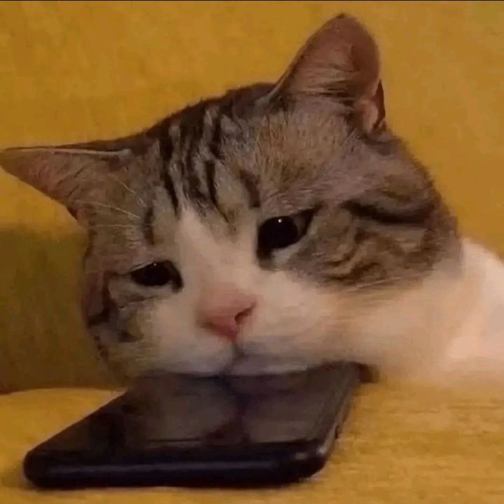 ElzMarcus tweet media