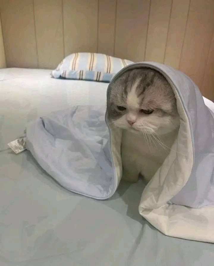 ElzMarcus tweet media