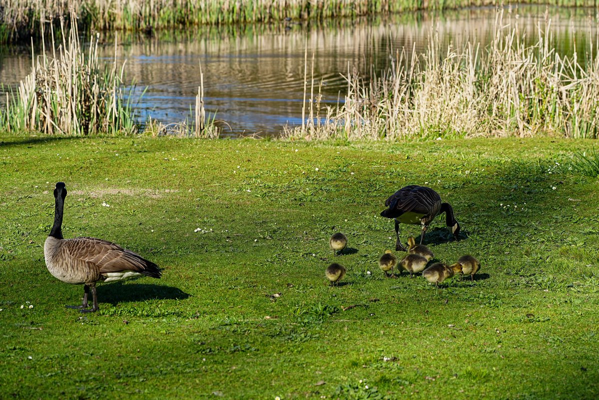 SkykidLan's tweet image. 上全家福了，canada goose妈妈自由地带着7个孩子到处走，鹅爸还是认真地守护着，不时地赶走靠近他家孩子的小动物。
#Vancouver