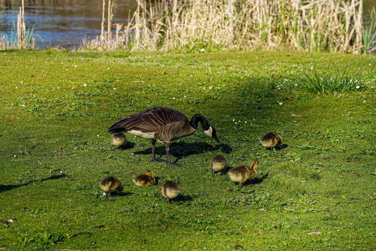 SkykidLan's tweet image. 上全家福了，canada goose妈妈自由地带着7个孩子到处走，鹅爸还是认真地守护着，不时地赶走靠近他家孩子的小动物。
#Vancouver