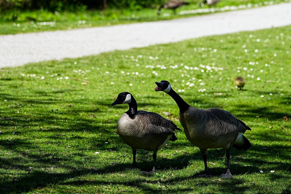 SkykidLan's tweet image. 上全家福了，canada goose妈妈自由地带着7个孩子到处走，鹅爸还是认真地守护着，不时地赶走靠近他家孩子的小动物。
#Vancouver