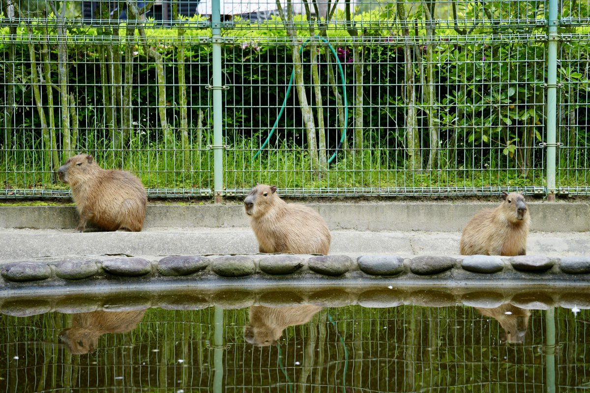 まみもこ tweet media