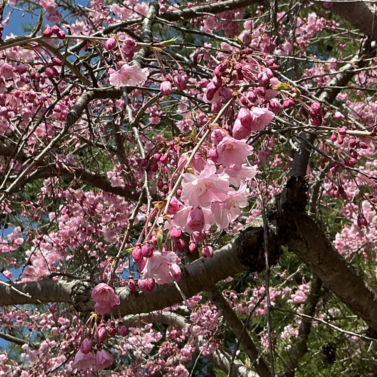 Angela13403240's tweet photo. #ByebyeApril
#FlowersOnThursday
#Spring
Wish you all a beautiful and happy dayโ๏ธ๐ฟ๐ท๐ธ๐ถโ๏ธ
#PrayForPeace https://t.co/5cW5xEtE7b