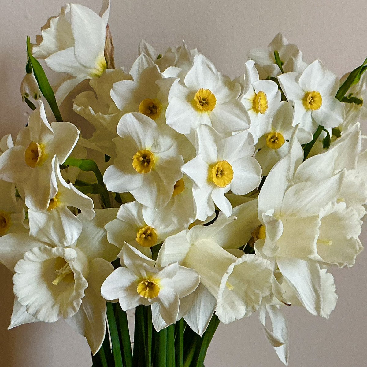 Angela13403240's tweet photo. #ByebyeApril
#FlowersOnThursday
#Spring
Wish you all a beautiful and happy dayโ๏ธ๐ฟ๐ท๐ธ๐ถโ๏ธ
#PrayForPeace https://t.co/5cW5xEtE7b