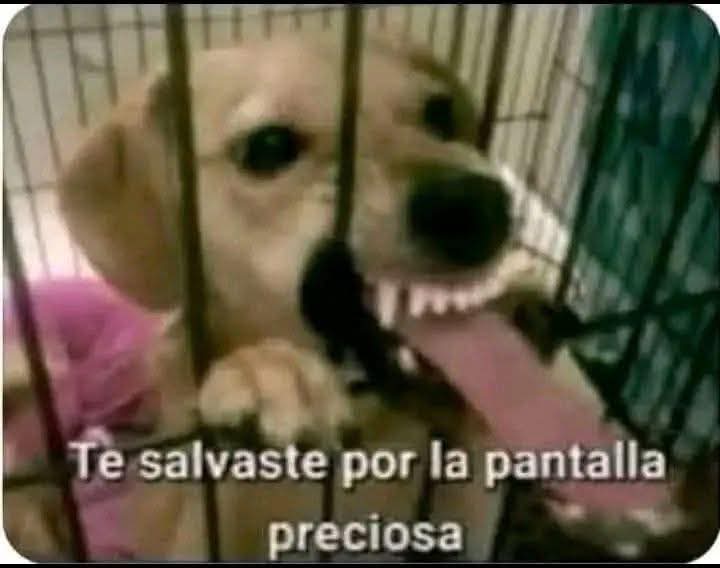 francisco ricardez tweet media