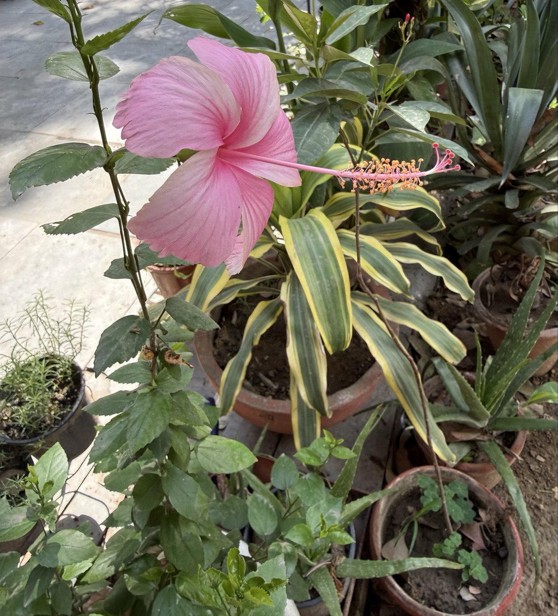 SamritiSaran's tweet photo. I want to call this ‘summer pink’ https://t.co/zP7jVQ3t0V