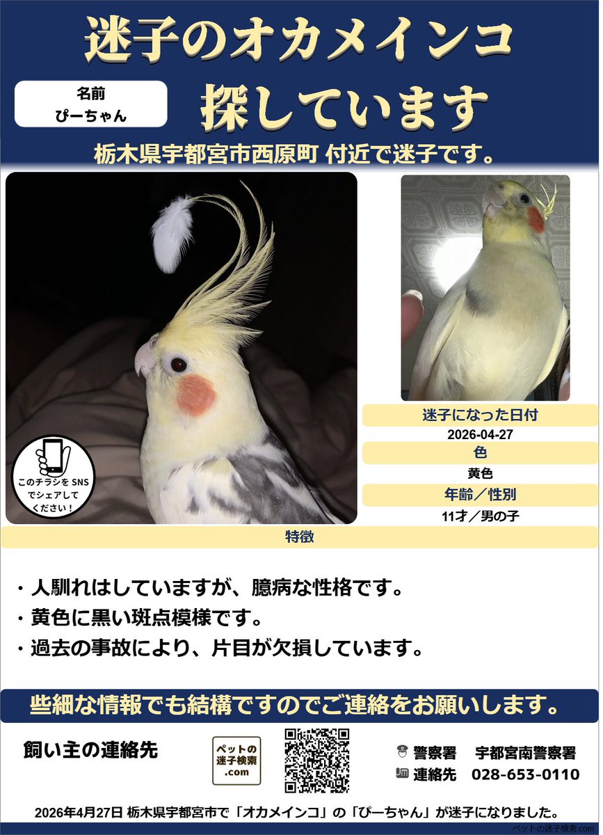 オカメインコを探しています tweet media