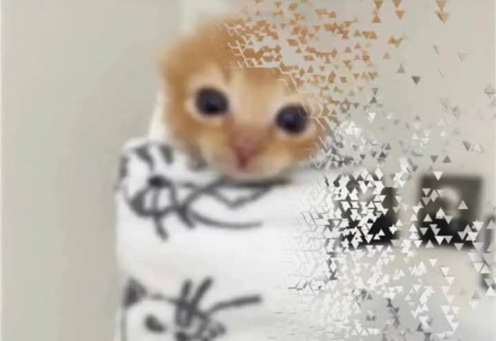 Jɪɴxᴇᴅ ♡🌻 kiero ver a BTS tweet media