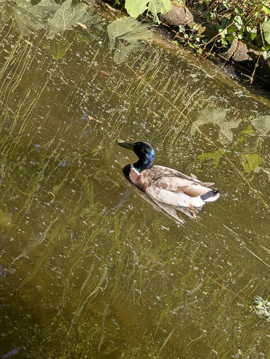 jimmywoolfmusic's tweet image. Le canard du Parc de Bercy 
---
#parcdebercy 
#canard
#duck
#natureenville
#paris