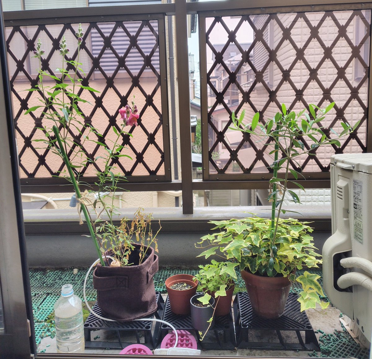 yozora1465133's tweet image. 4月の終わりも、それぞれの形で
#gardening #photography