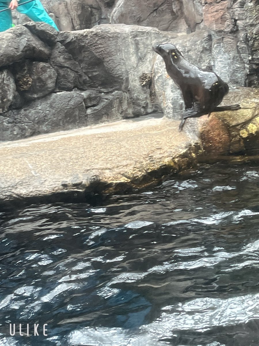 【公式】穂村愛莉とにゃんこマン tweet media