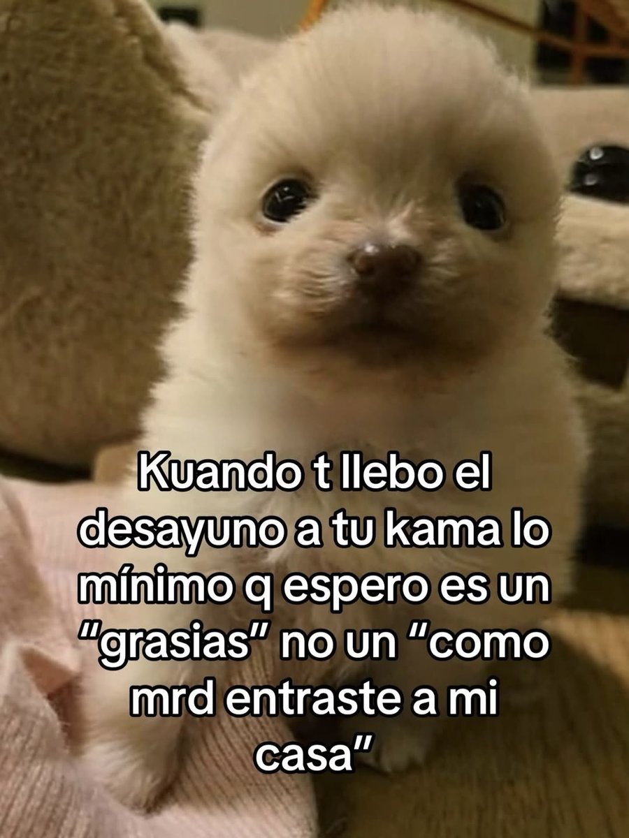 Mundo de Bigotes tweet media