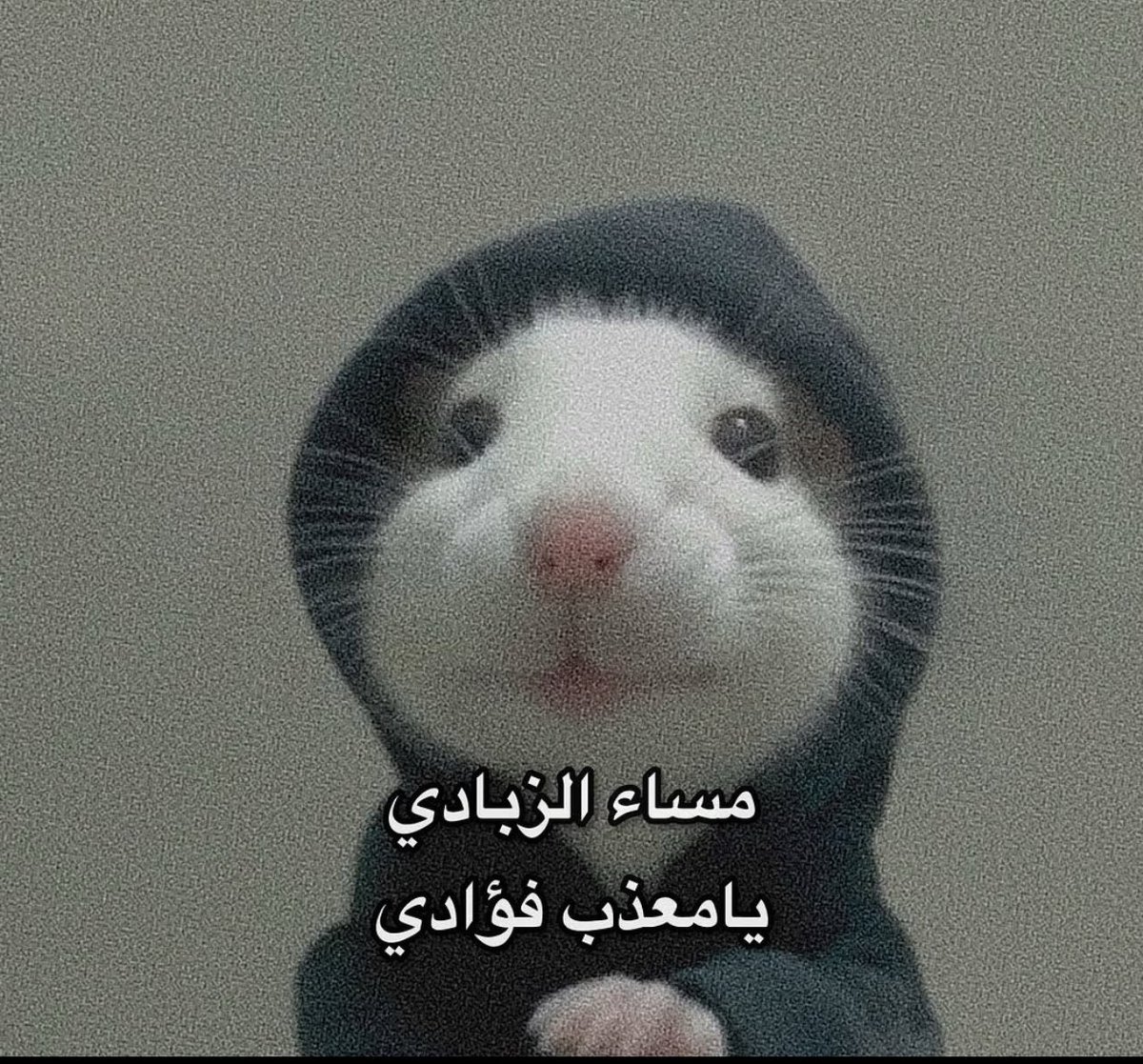 ثباحوووو tweet media