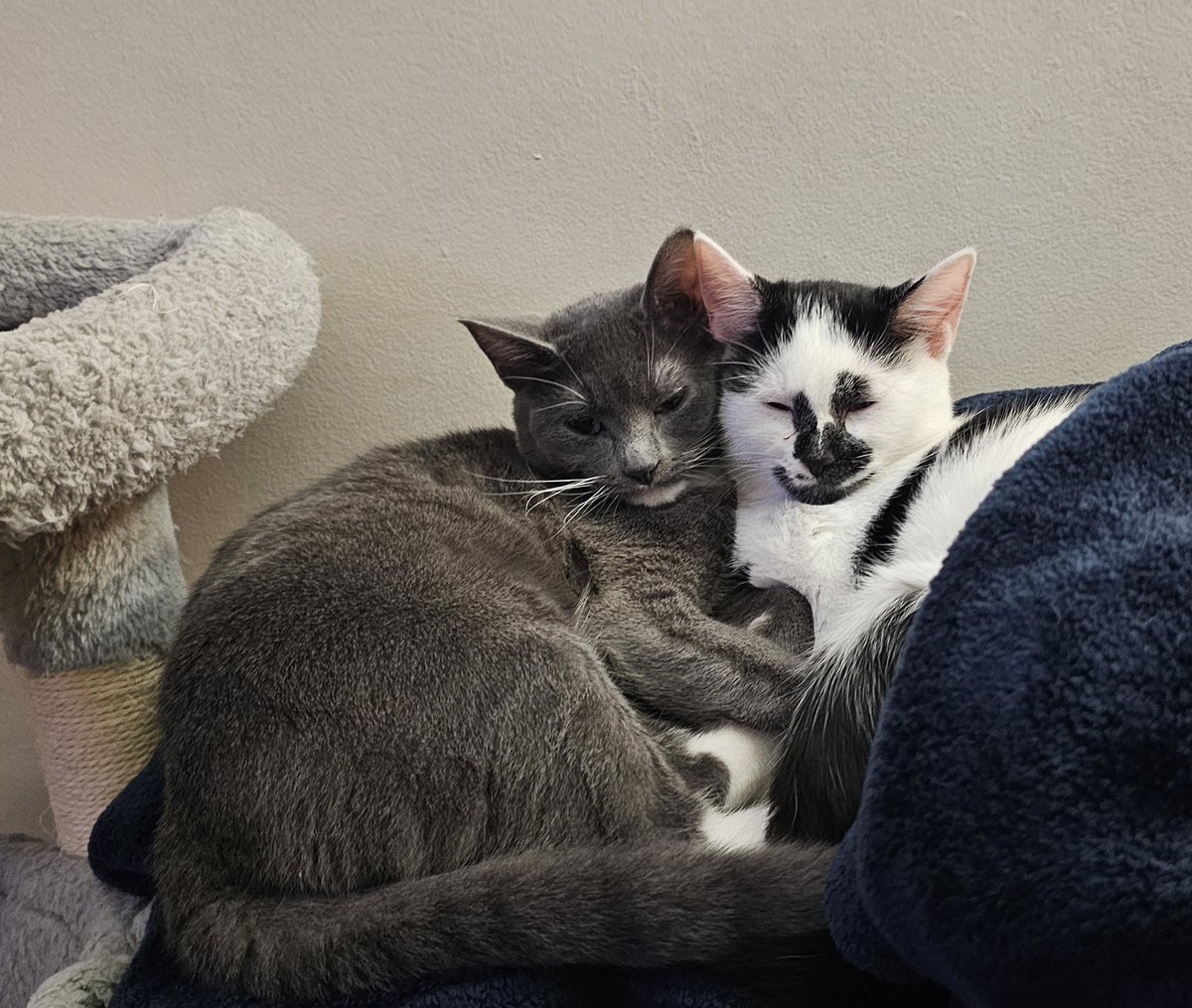 National Socialist Theonomist 🔠 ⚡️ 🏴 tweet media