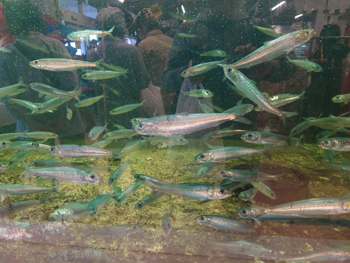 しまむらくん🪽 tweet media