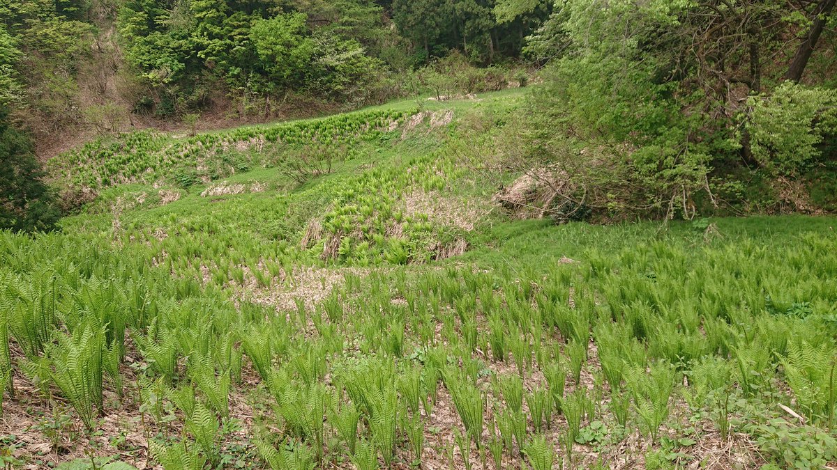 あつし@(´灬`) tweet media