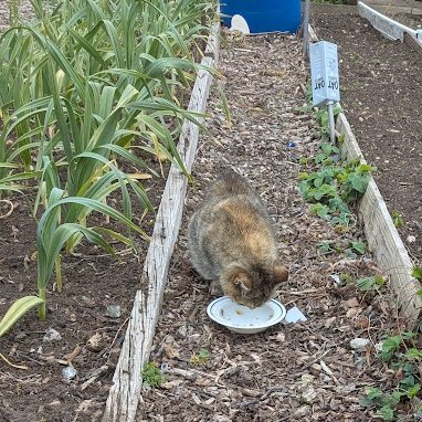 Robert Allotment cat,now helped by Janet & Amanda tweet media
