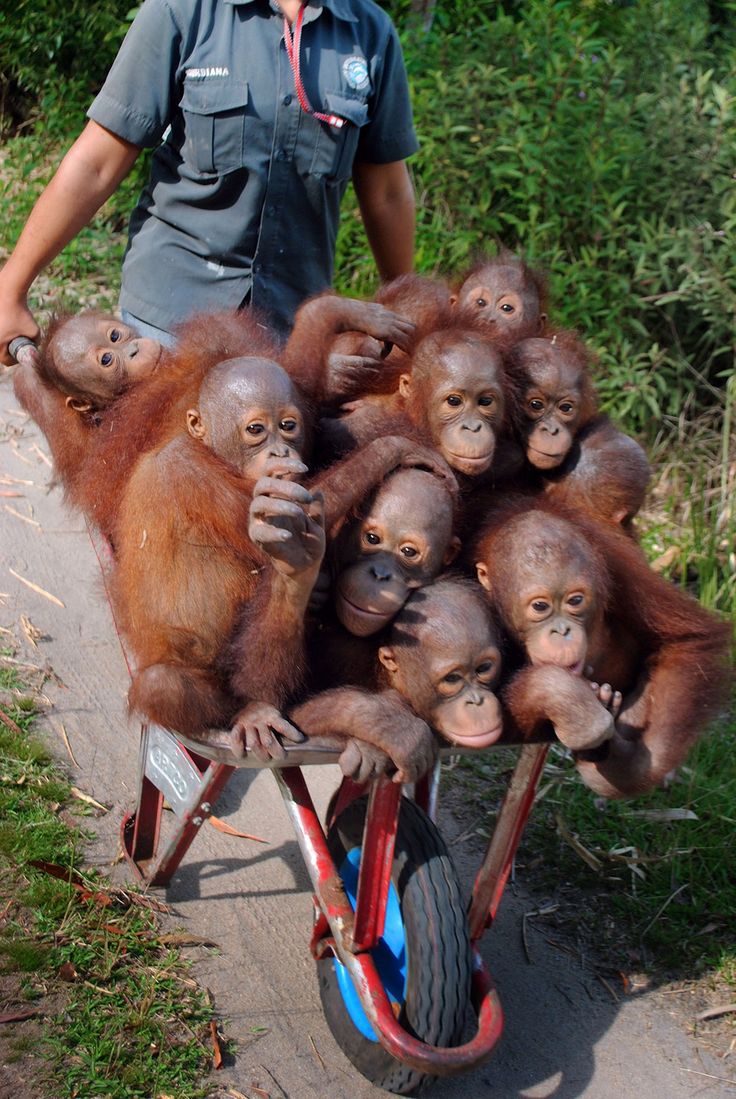 orangutanlover67 tweet media