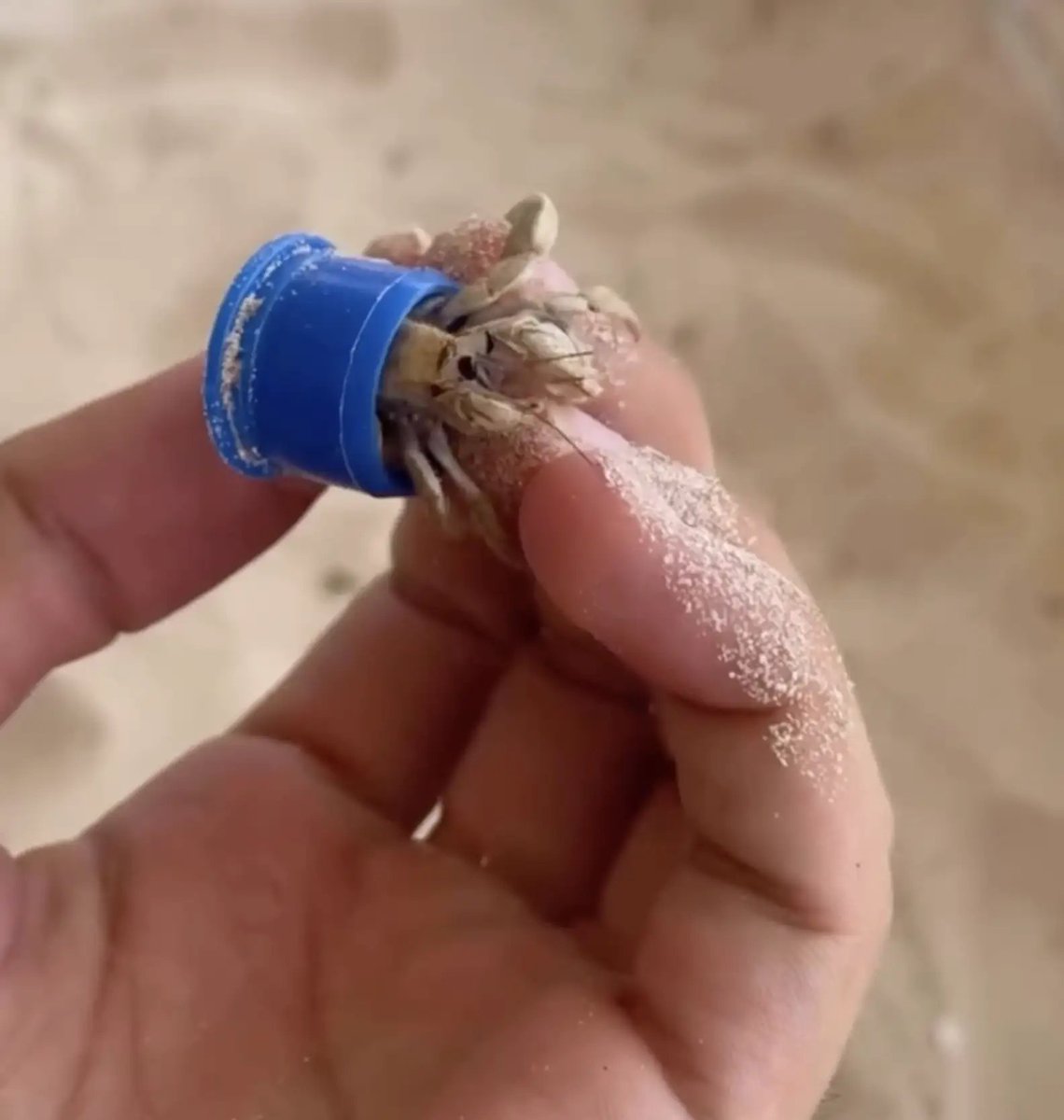 marillion13's tweet image. Kitesurfer Spots A Bottle Cap Crawling Through The Sand — Then Realizes Who's Inside.
In Germany the animals are called "EInsiedlerkrebse", normally they live in empty seashells. 
#StopSingleUsePlastic.
thedodo.com/daily-dodo/kit…
@dodo