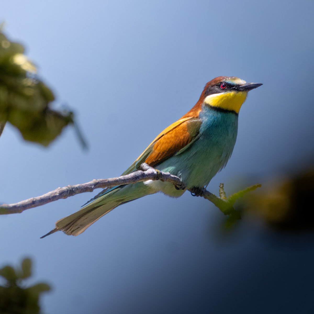 andreaspucher's tweet photo. so ein bunter vogel. nein, zwei... nein, drei! 🤩

#bienenfresser
#lössboden
#zellergraben
#lebenimweingarten
#furthbeigöttweig https://t.co/33fYenxMZ1