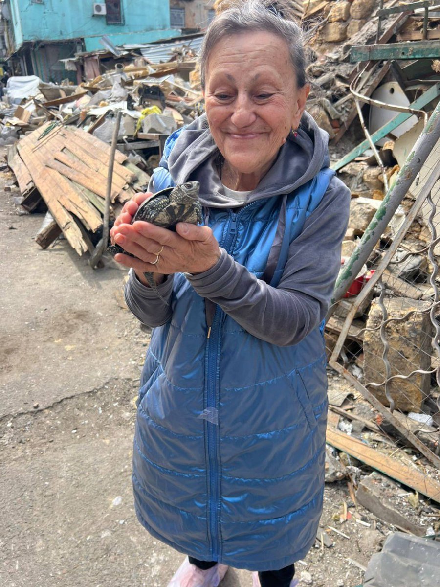 Живу черепаху знайшли у зруйнованому будинку в Одесі через 5 днів після обстрілу.
Пані Тамара, власниця черепахи Філіпа, каже, що до останнього вірила в те, що тваринка жива і її вдасться врятувати. 
Зрештою рятувальники змогли знайти неушкодженого Філіпа та повернути його